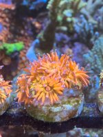 IMG_6077.jpeg