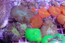 The Coral Farm MA -26.jpg