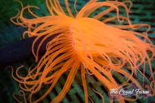 The Coral Farm MA 12122024-56.jpg The Coral Farm MA 12122024-56.jpg