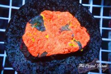 The Coral Farm MA 12122024-118.jpg The Coral Farm MA 12122024-118.jpg