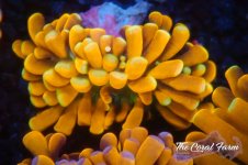 The Coral Farm MA 12122024-173.jpg The Coral Farm MA 12122024-173.jpg