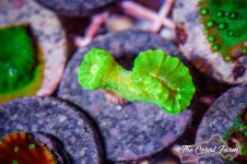 The Coral Farm MA -172.jpg The Coral Farm MA -172.jpg