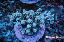 The Coral Farm MA 12122024-36.jpg The Coral Farm MA 12122024-36.jpg