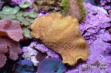 The Coral Farm MA -14.jpg The Coral Farm MA -14.jpg