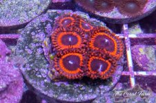 The Coral Farm MA -74.jpg The Coral Farm MA -74.jpg