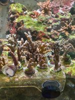 IMG_8383.jpeg