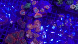 PXL_20250308_121904553.jpg