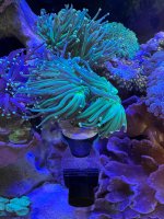 IMG_1339.jpeg