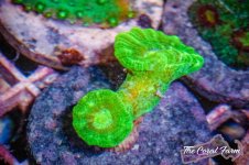 The Coral Farm MA -265.jpg