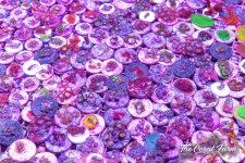 The Coral Farm MA -392.jpg