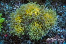 The Coral Farm MA 12122024-309.jpg