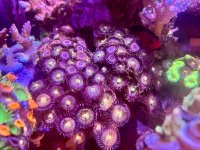 IMG_9239.jpeg