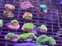 IMG_1481.jpeg