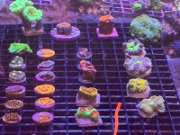 IMG_1477.jpeg