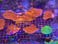 IMG_1474.jpeg