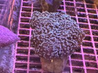 IMG_1471.jpeg