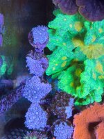 IMG_6128.jpeg