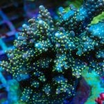 REx Blue Galaxy Acro.jpg