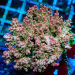 REx Rainbow Worms Acro.jpg