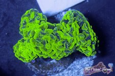 The Coral Farm MA -81.jpg