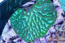 The Coral Farm MA -139.jpg