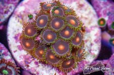 The Coral Farm MA -225.jpg