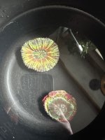 IMG_0593.jpeg