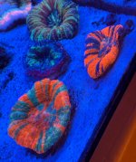 IMG_0604.jpeg