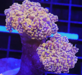 Screenshot 2025-03-26 125022.png Screenshot 2025-03-26 125022.png