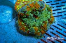The Coral Farm MA 12122024-9.jpg