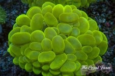 The Coral Farm MA 12122024-339.jpg