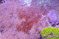 The Coral Farm MA -73.jpg