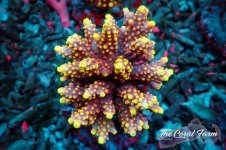 The Coral Farm MA 12122024-102.jpg