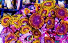 Screenshot 2025-04-02 134017.jpg