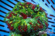 The Coral Farm MA 12122024-16.jpg