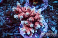 The Coral Farm MA 12122024-23.jpg