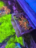 IMG_5688.jpeg