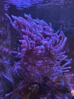 IMG_5690.jpeg