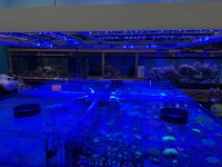 IMG_1803.jpeg