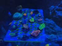 IMG_2008.jpeg