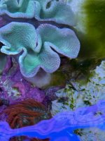 IMG_4595.jpeg