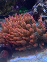 IMG_4149.jpeg