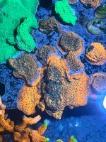 IMG_5660.jpeg