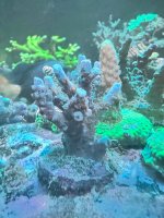 IMG_5463.jpeg