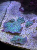 IMG_5708.jpeg