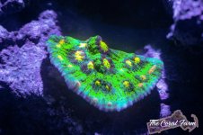 The Coral Farm MA -88.jpg