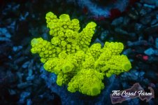 The Coral Farm MA 12122024-35.jpg