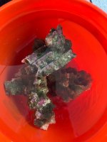 IMG_4528.jpeg