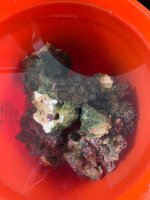IMG_4527.jpeg