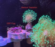 GSP and Med Toadstool.jpeg